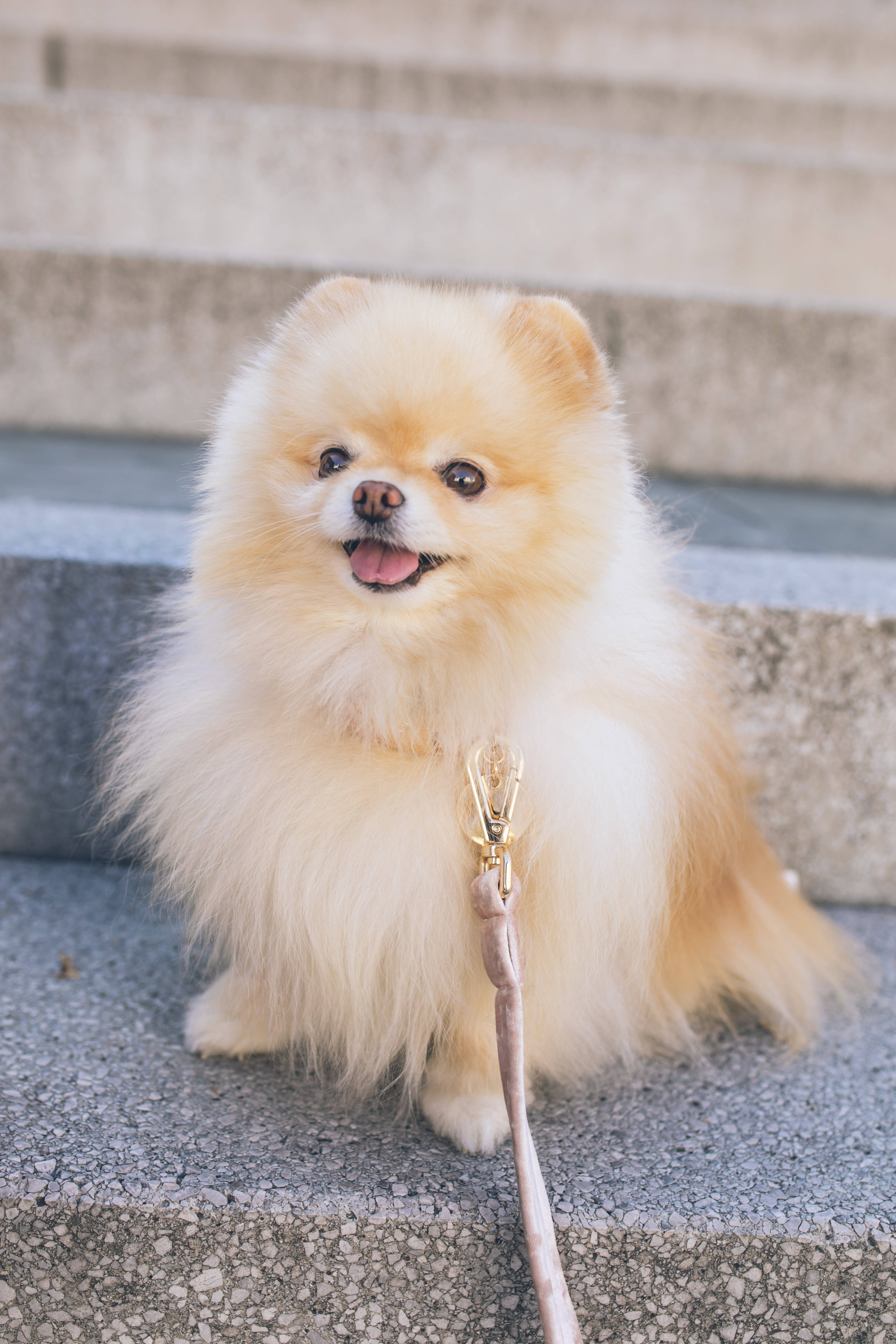 Pomeranian 桌布 壁紙 — 一隻毛茸茸的奶油色博美犬開心地坐在混凝土台階上，繫著牽繩。