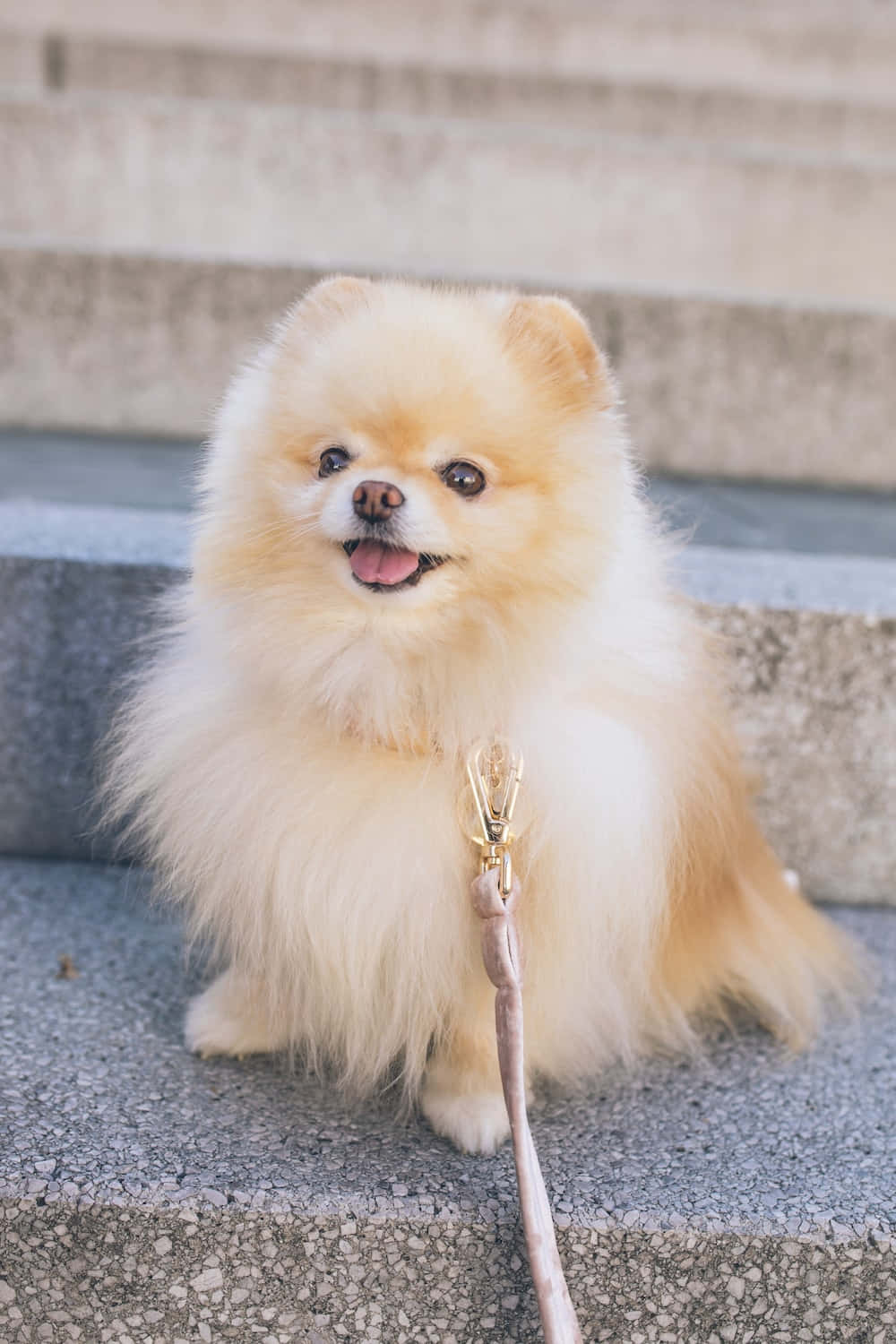 Dogs 桌布 壁紙 — 一隻毛茸茸的奶油色博美犬開心地坐在混凝土台階上，繫著牽繩。