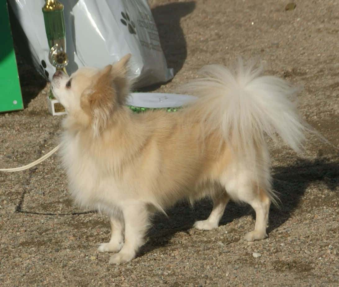 Chihuahua 桌布 壁紙 — 一隻毛茸茸的奶油色吉娃娃警覺地站在碎石上，向上望著一個綠色獎盃和白色袋子。