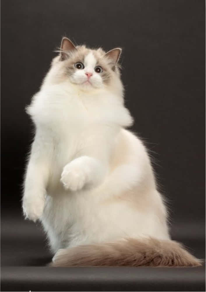 Ragdoll 桌布 壁紙 — 一隻毛茸茸的奶油色和棕色布偶貓直立在黑暗的表面上，一隻爪子抬起，睜大眼睛向上看。