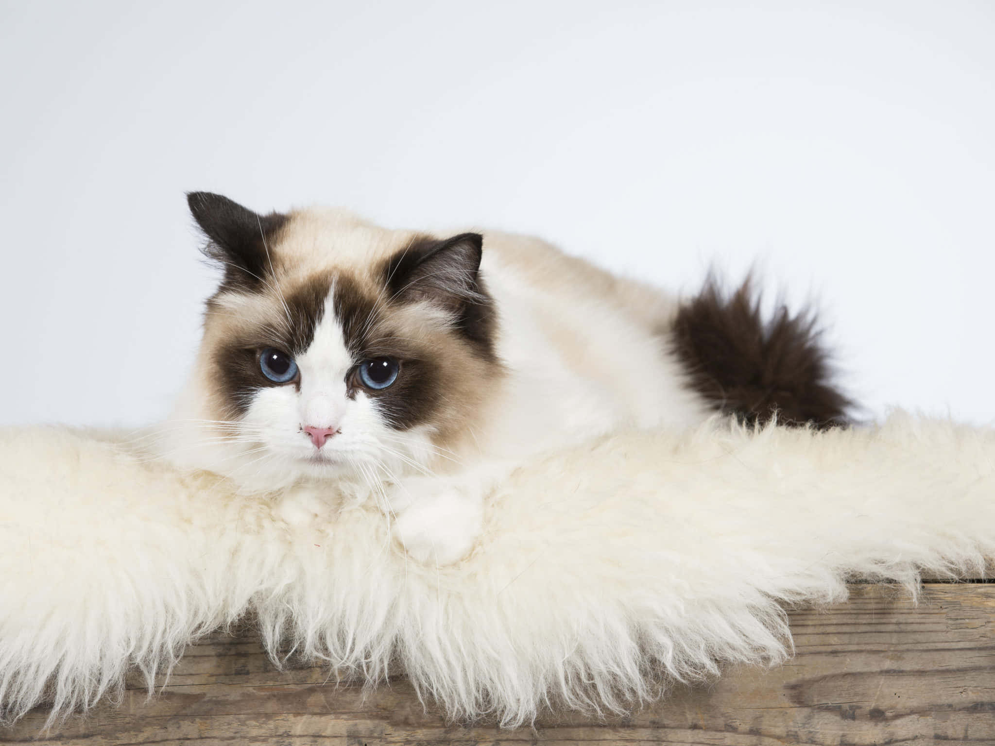 Ragdoll 桌布 壁紙 — 一隻毛茸茸的奶油色和棕色貓咪，擁有引人注目的藍色眼睛，高貴地躺在一個白色毛毯上，毯子鋪在質樸的木質表面上。