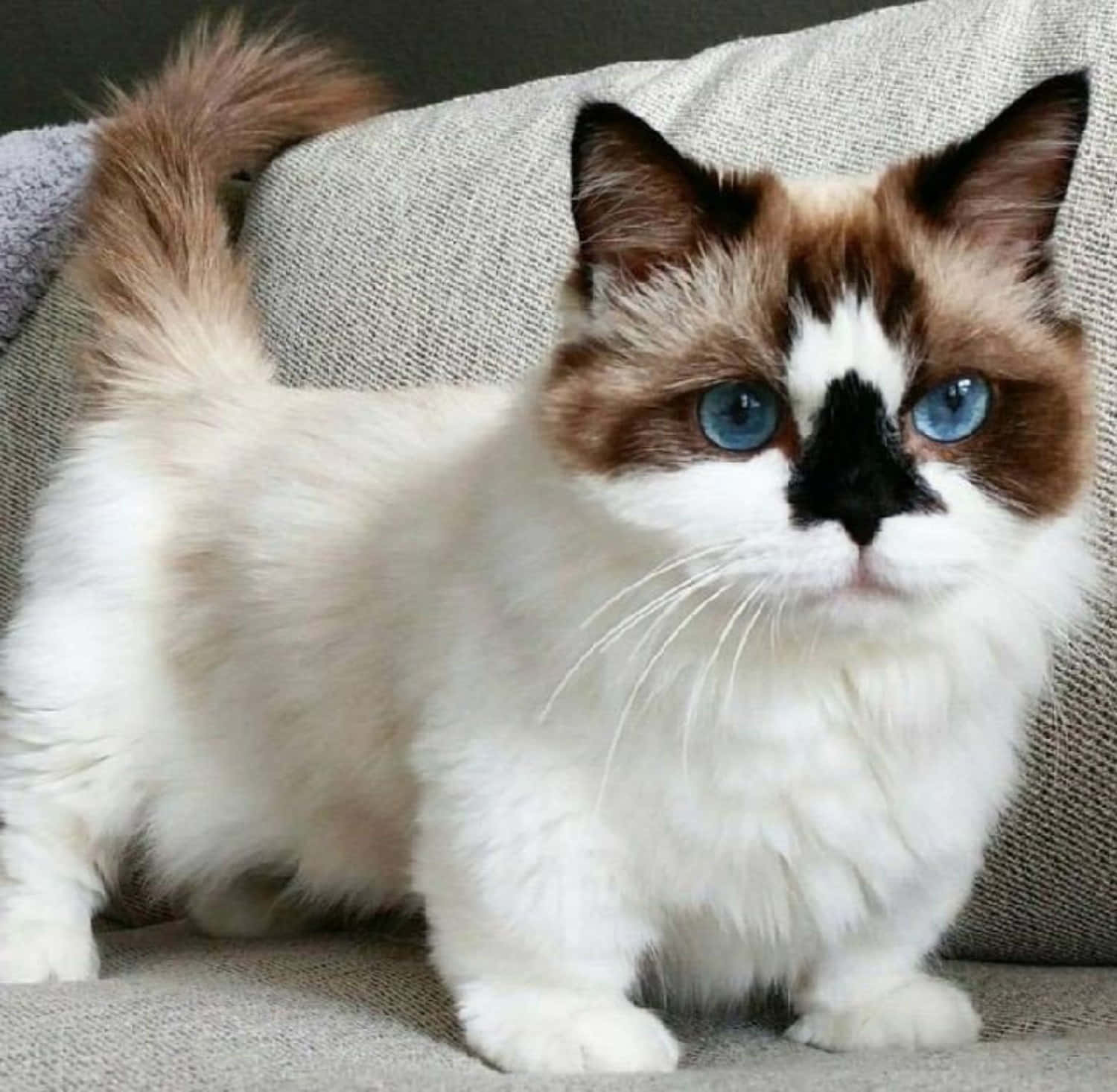Munchkin Cat 桌布 壁紙 — 一隻毛茸茸的奶油色和棕色貓咪，有著引人注目的藍色眼睛，警覺地坐在一張有紋理的灰色沙發上。