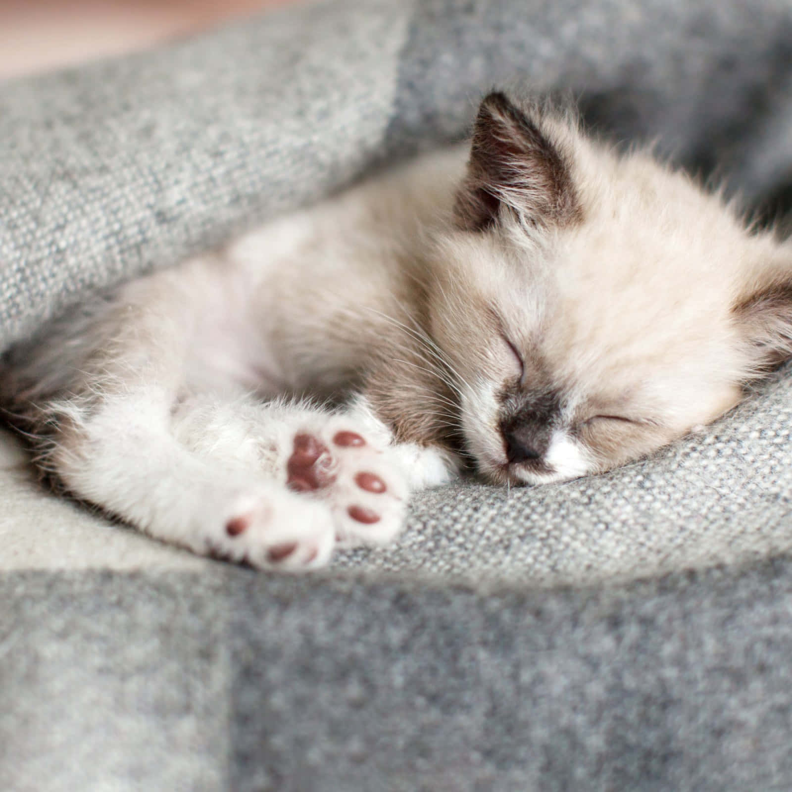 cute kitty 桌布 壁紙 — 一隻毛茸茸的奶油色和灰色小貓咪在柔軟的灰色紋理毛毯上蜷縮著安詳地睡覺。
