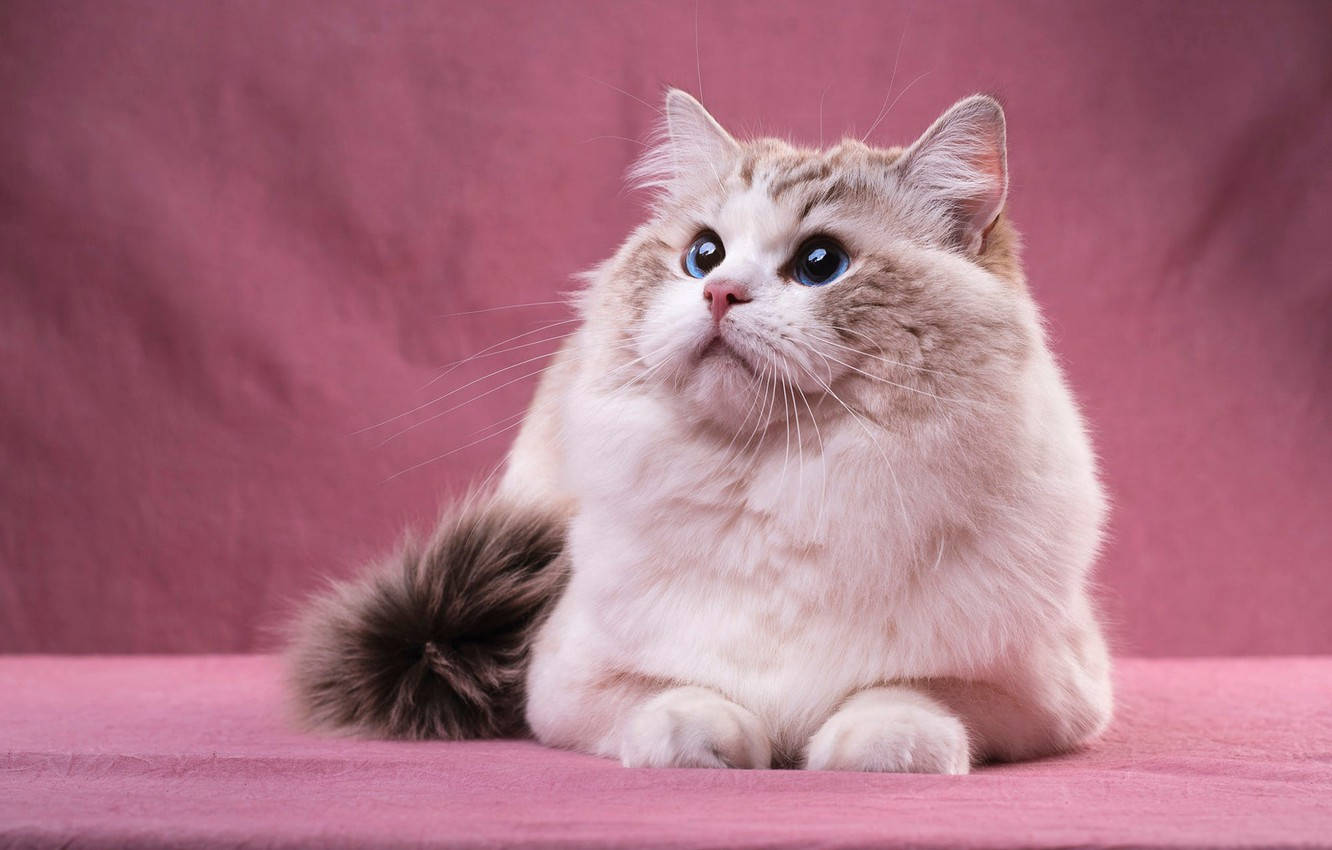 Cute Cat 桌布 壁紙 — 一隻毛茸茸的奶油色和灰色貓咪，擁有引人注目的藍色眼睛，端莊地坐在柔軟的粉紅色表面上，背景是相配的粉紅色。