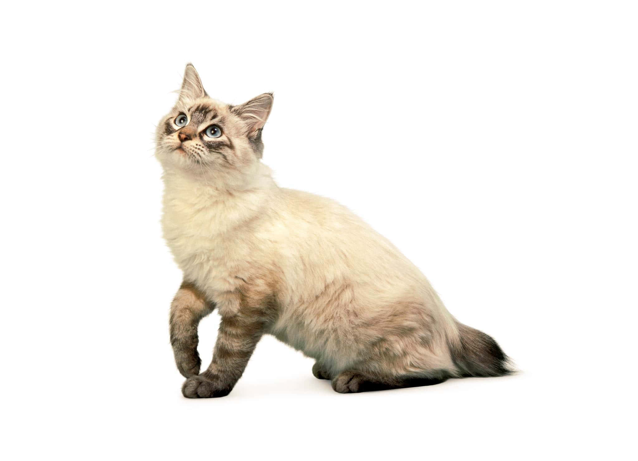 American Bobtail 桌布 壁紙 — 一隻毛茸茸的奶油色和灰色貓咪，有著引人注目的藍色眼睛，警覺地坐在純白色背景前。