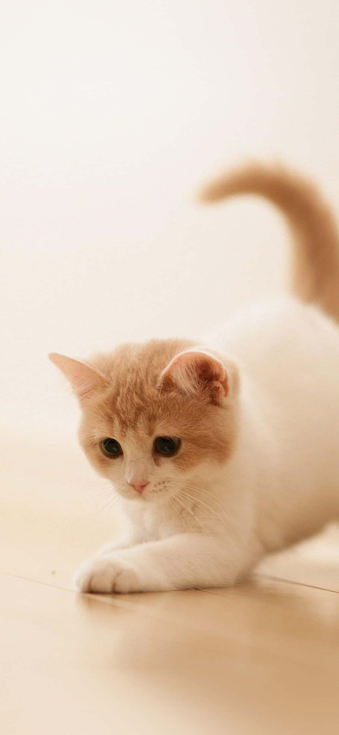 Animals iPhone 桌布 壁紙 — 一隻毛茸茸的奶油色和白色小貓低伏在溫暖的木地板上，尾巴向上彎曲，眼睛睜大且警覺。