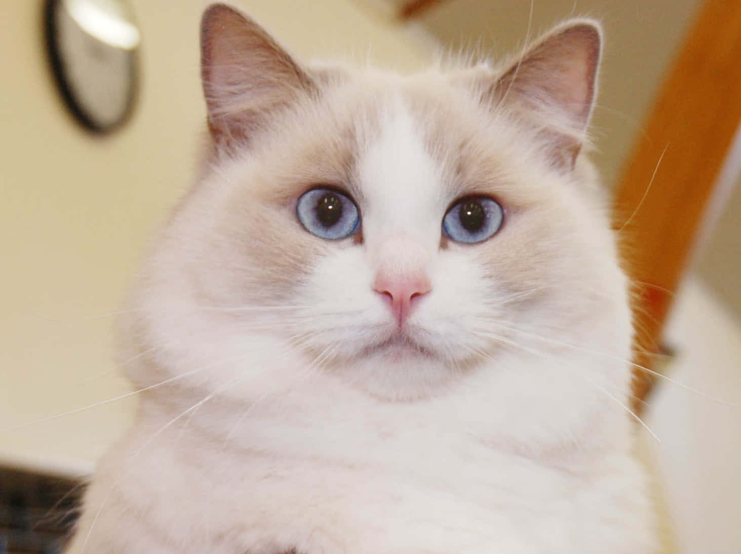 Ragdoll 桌布 壁紙 — 一隻毛茸茸的奶油色和白色貓咪，擁有引人注目的藍色眼睛，在溫暖的室內環境中直視鏡頭。