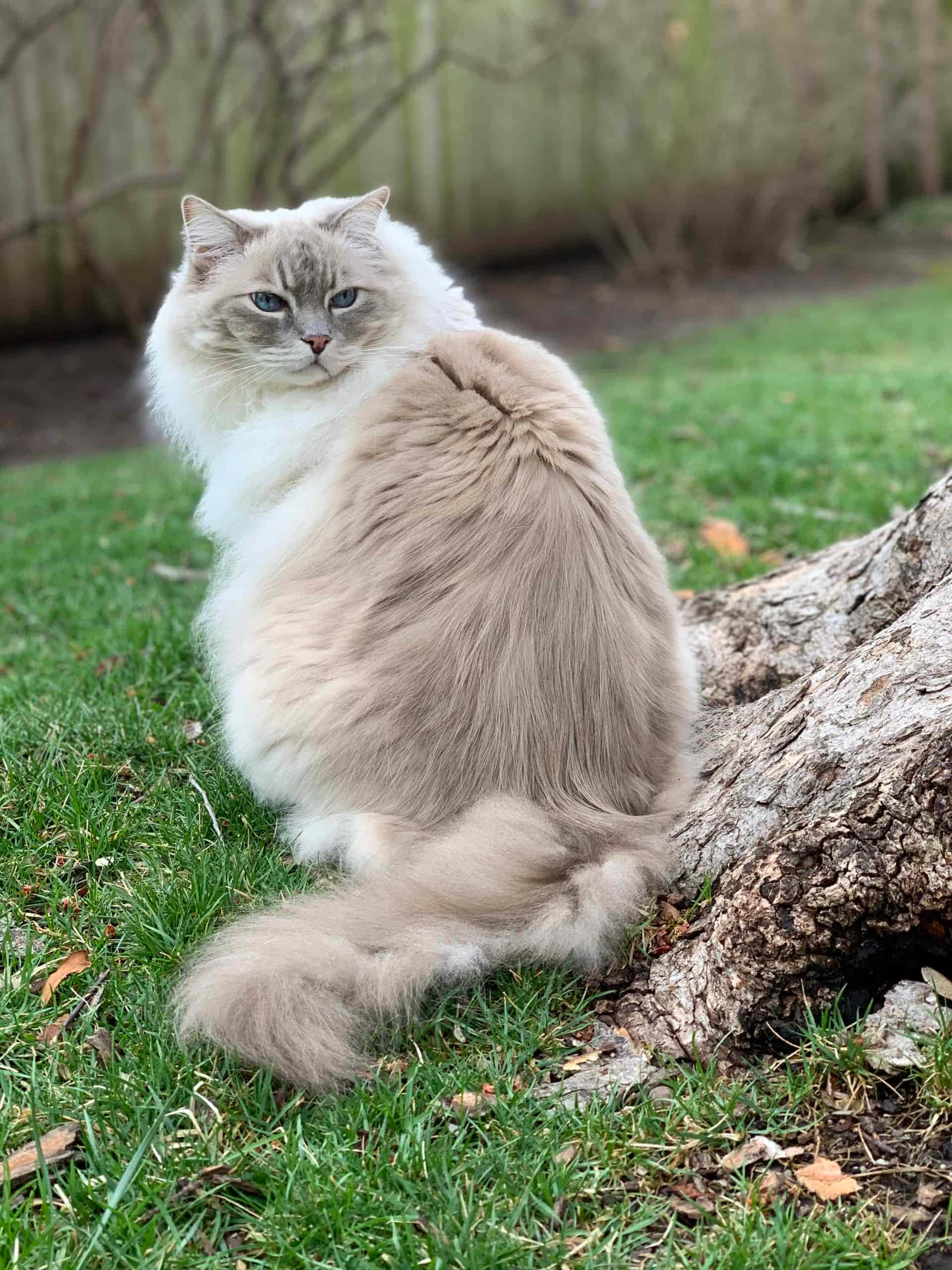 Ragdoll 桌布 壁紙 — 一隻毛茸茸的奶油色和白色貓咪，有著引人注目的藍色眼睛，威風凜凜地坐在綠色草地上，旁邊是一個風化的樹樁。