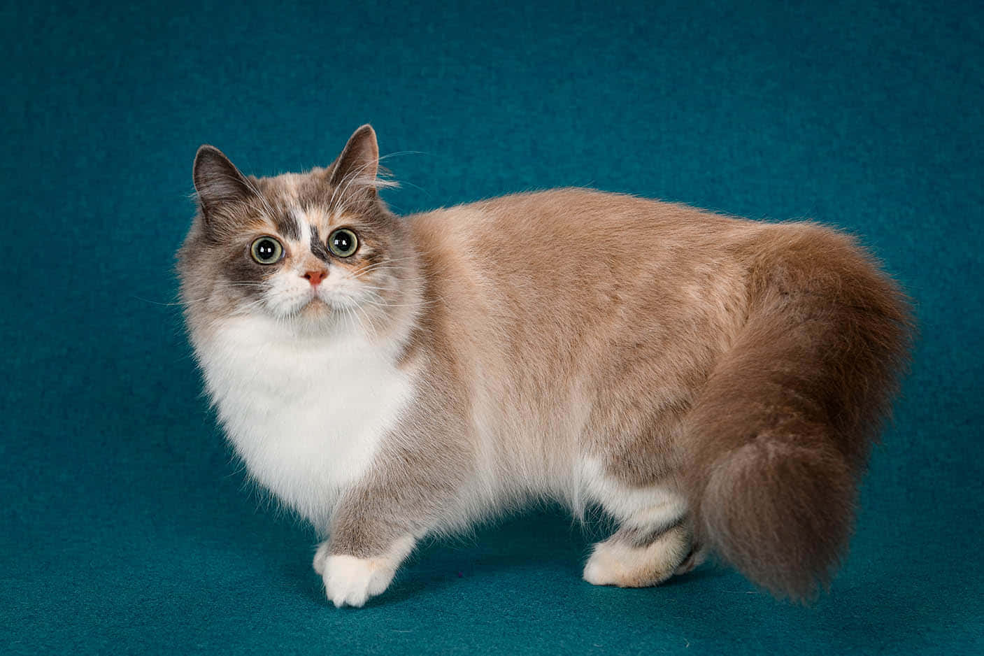 Munchkin Cat 桌布 壁紙 — 一隻毛茸茸的奶油色和白色貓咪，有著引人注目的綠色眼睛，警覺地站在純色青綠色背景前。