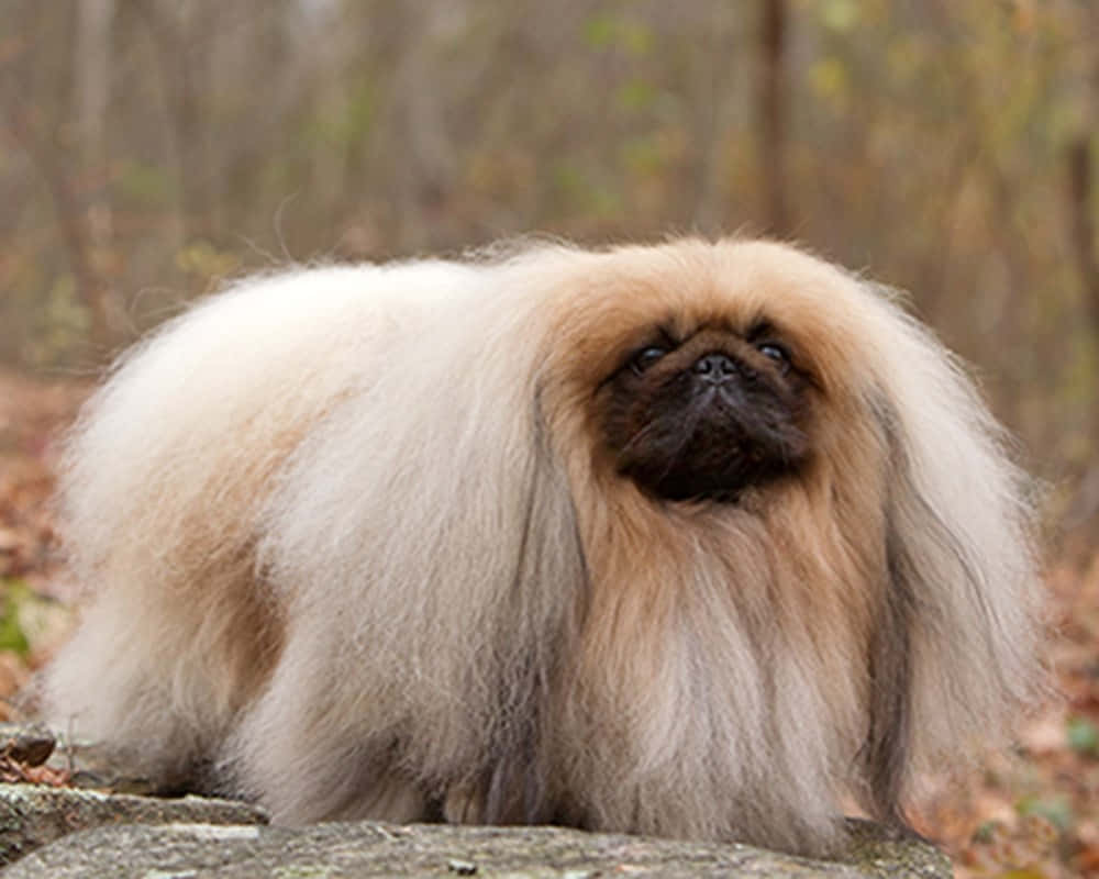 Pekingese 桌布 壁紙 — 一隻毛茸茸的奶油色和黑色北京犬，長毛，警覺地坐在森林中長滿苔蘚的石頭上。