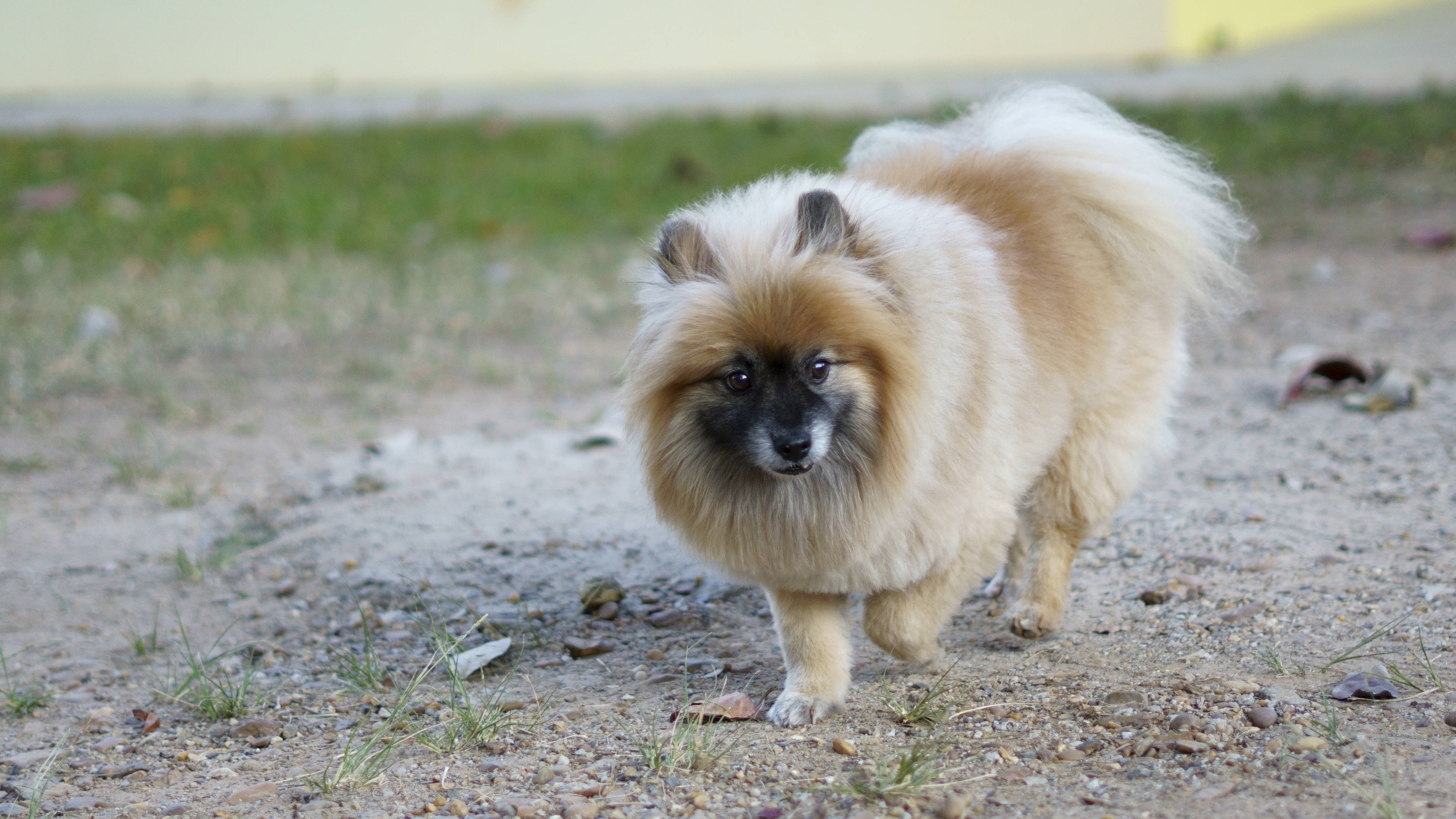 Pomeranian 桌布 壁紙 — 一隻毛茸茸的奶油色和黑色博美犬自信地走在碎石路上，背景有草地。
