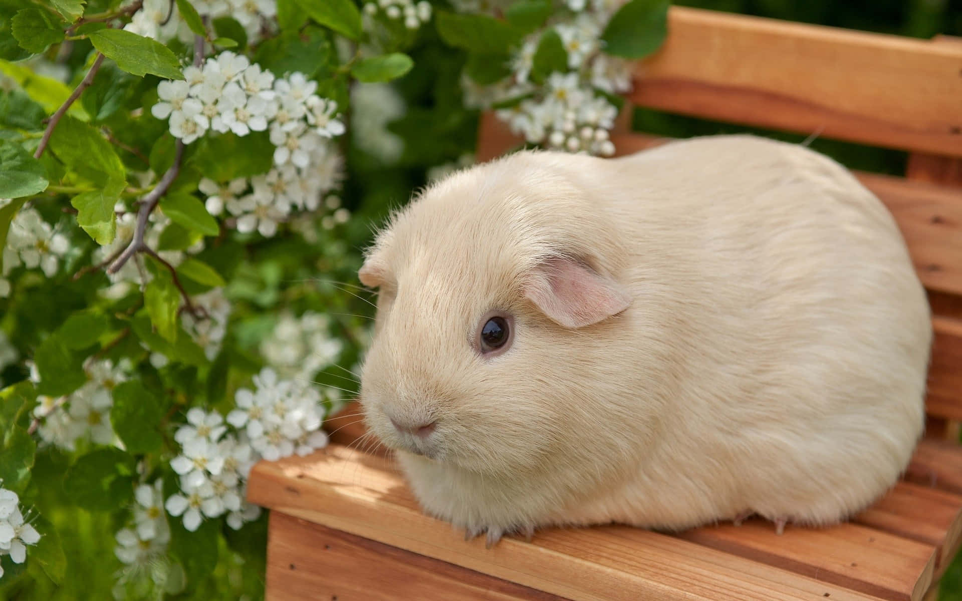 guinea pig 桌布 壁紙 — 一隻毛茸茸的奶油色天竺鼠安靜地坐在木長椅上，旁邊有盛開的白花和綠葉。