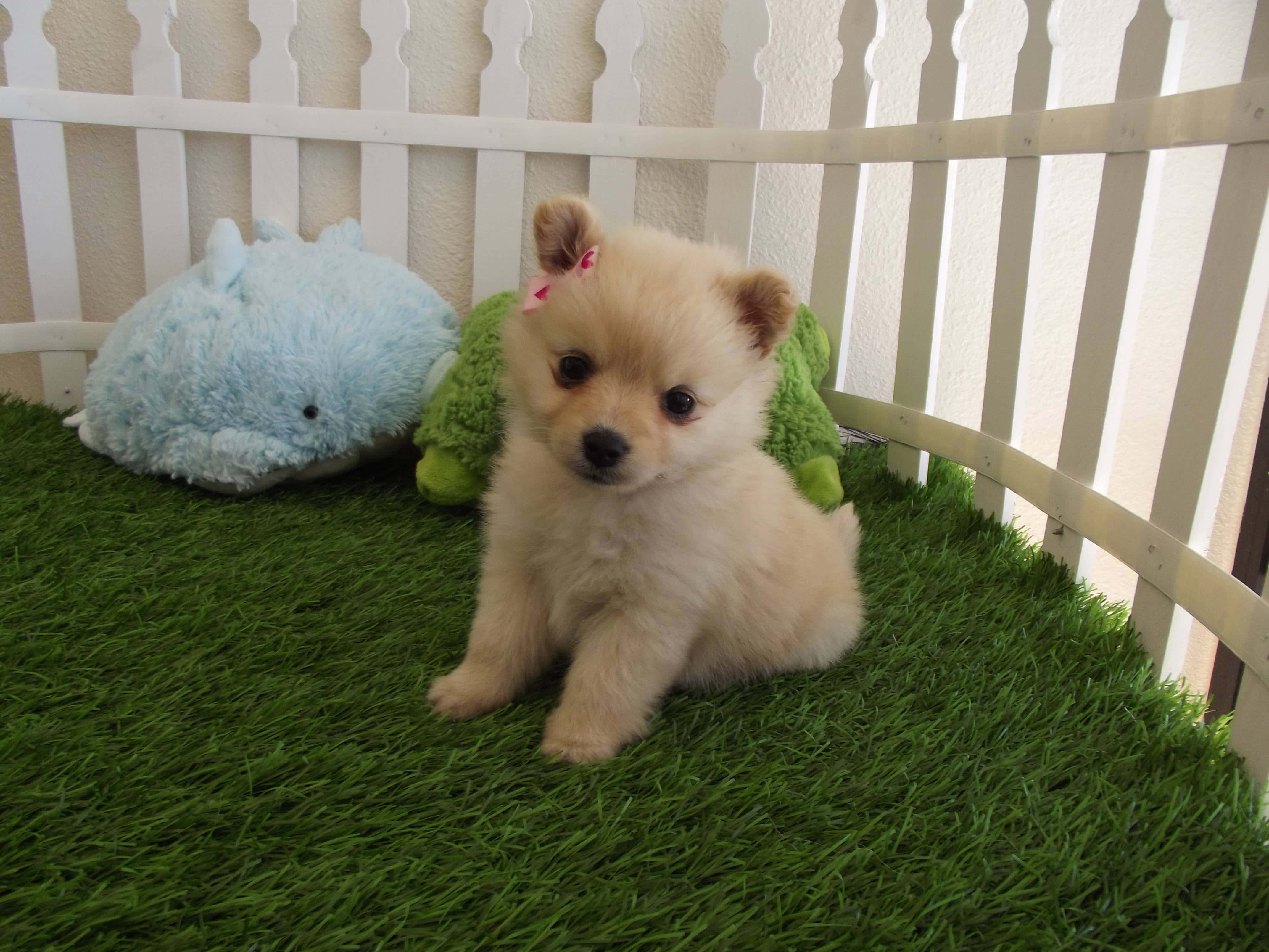Cute Little Puppies 桌布 壁紙 — 一隻毛茸茸的奶油色小狗，戴著粉紅色蝴蝶結，坐在綠色人造草地上，旁邊有毛絨玩具，在白色尖樁籬笆圍欄內。