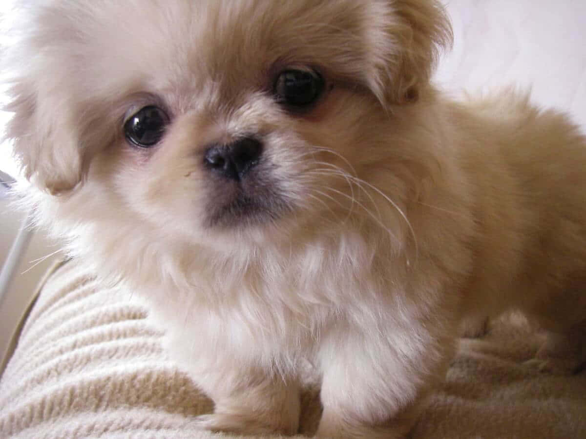 Pekingese 桌布 壁紙 — 一隻毛茸茸的奶油色小狗，有著大大的深色眼睛，坐在有紋理的米色毯子上，直視鏡頭。