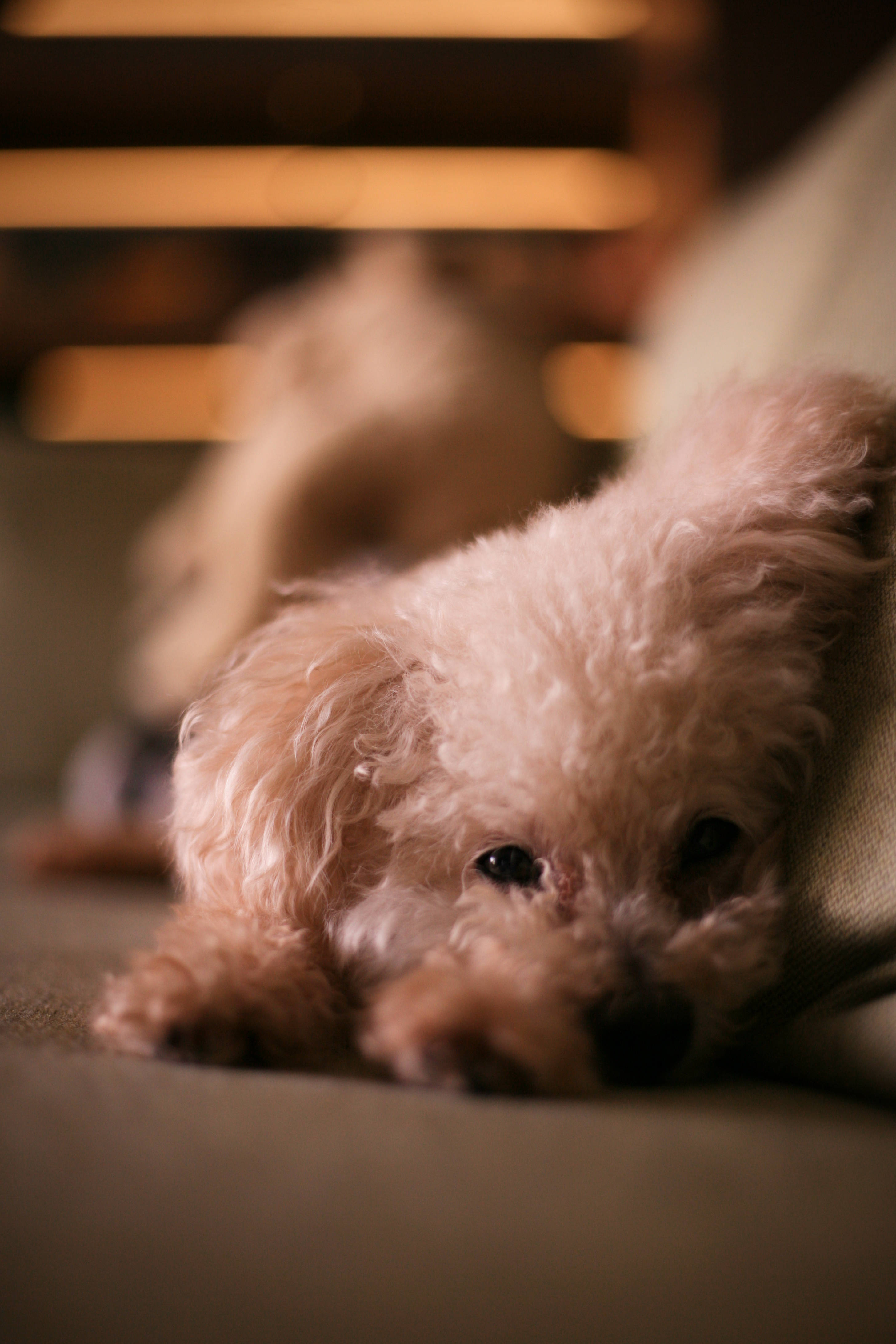 Poodle 桌布 壁紙 — 一隻毛茸茸的奶油色小狗在溫暖的室內燈光下將頭靠在沙發墊上。