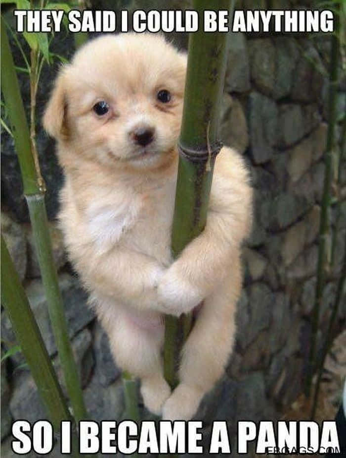 Pet Memes 桌布 壁紙 — 一隻毛茸茸的奶油色小狗用天真無邪的大眼睛緊抓著竹莖，背景是石牆。