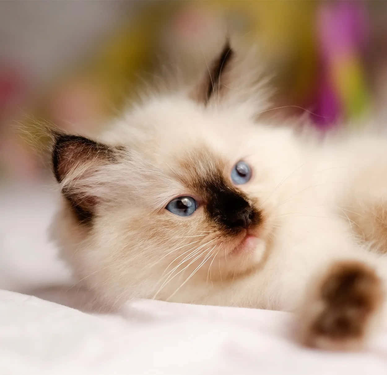 Ragdoll 桌布 壁紙 — 一隻毛茸茸的奶油色小貓，擁有引人注目的藍色眼睛和深色斑點，放鬆地躺在白色表面上。