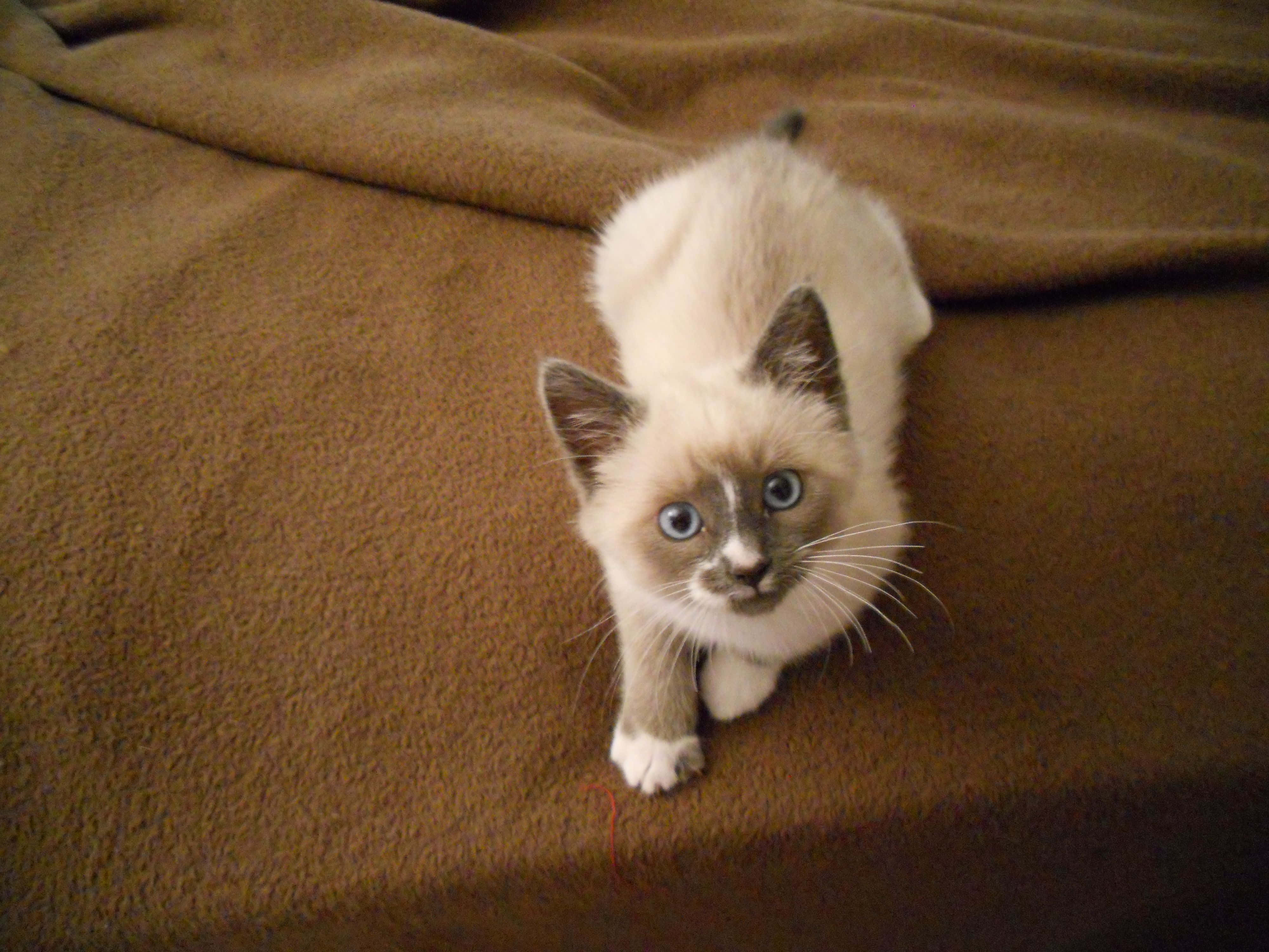 Snowshoe Cat 桌布 壁紙 — 一隻毛茸茸的奶油色小貓，擁有引人注目的藍色眼睛和深色重點色，從棕色紋理毯子上好奇地探頭張望。