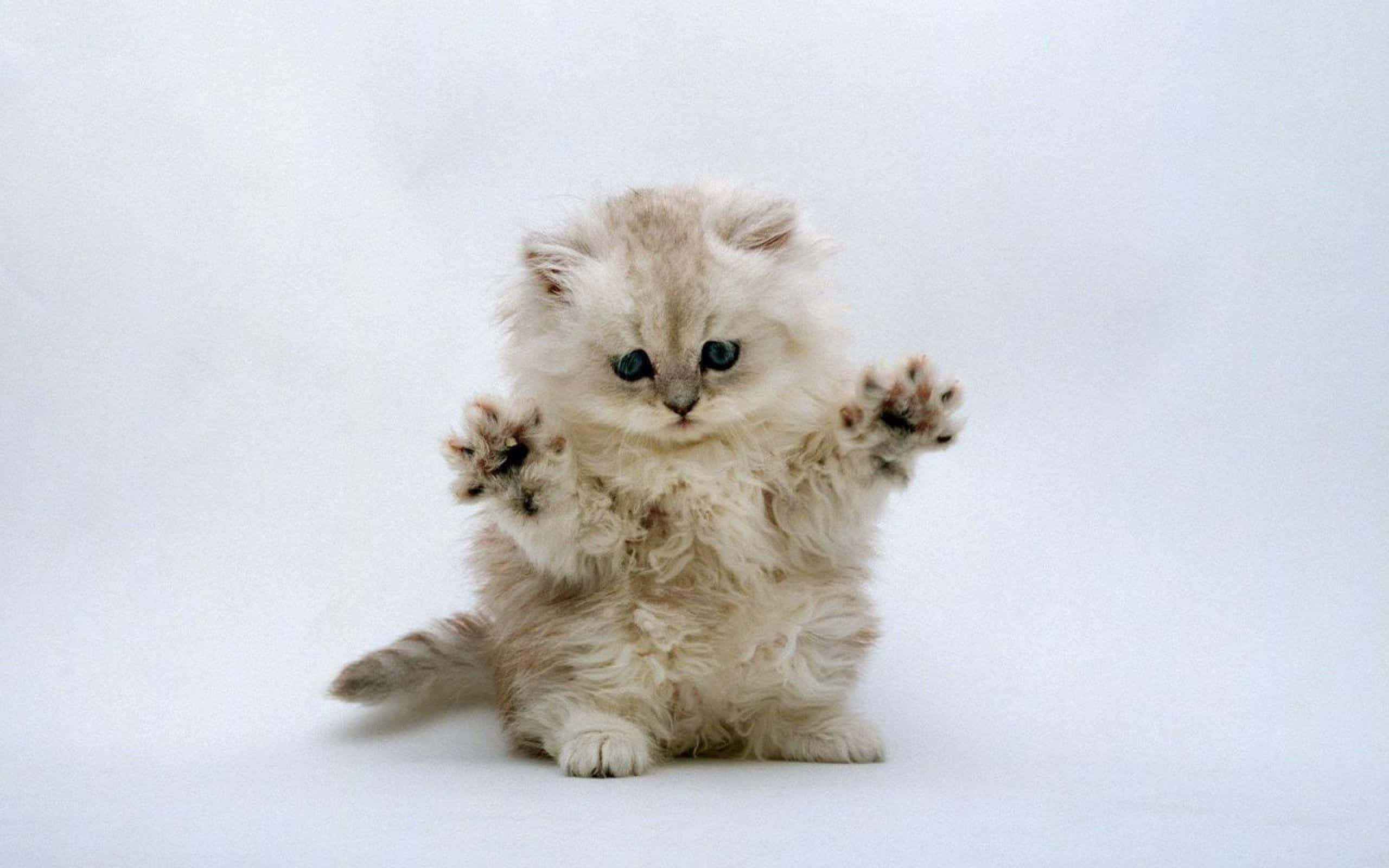 cute kitty 桌布 壁紙 — 一隻毛茸茸的奶油色小貓，有著大大的藍色眼睛，在純白色背景前直坐，爪子舉起做出玩耍的姿勢。