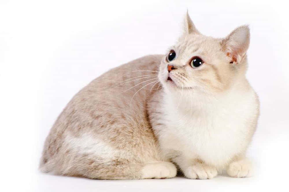 Munchkin Cat 桌布 壁紙 — 一隻毛茸茸的奶油色小貓，有著寬大的深色眼睛，警覺地坐在純白色背景前。