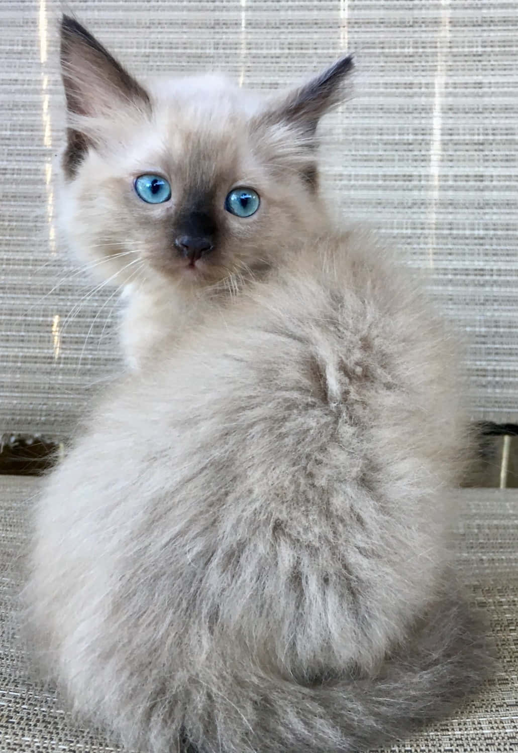 Ragdoll 桌布 壁紙 — 一隻毛茸茸的奶油色小貓，有著引人注目的藍色眼睛，專注地坐在有紋理的編織表面上。