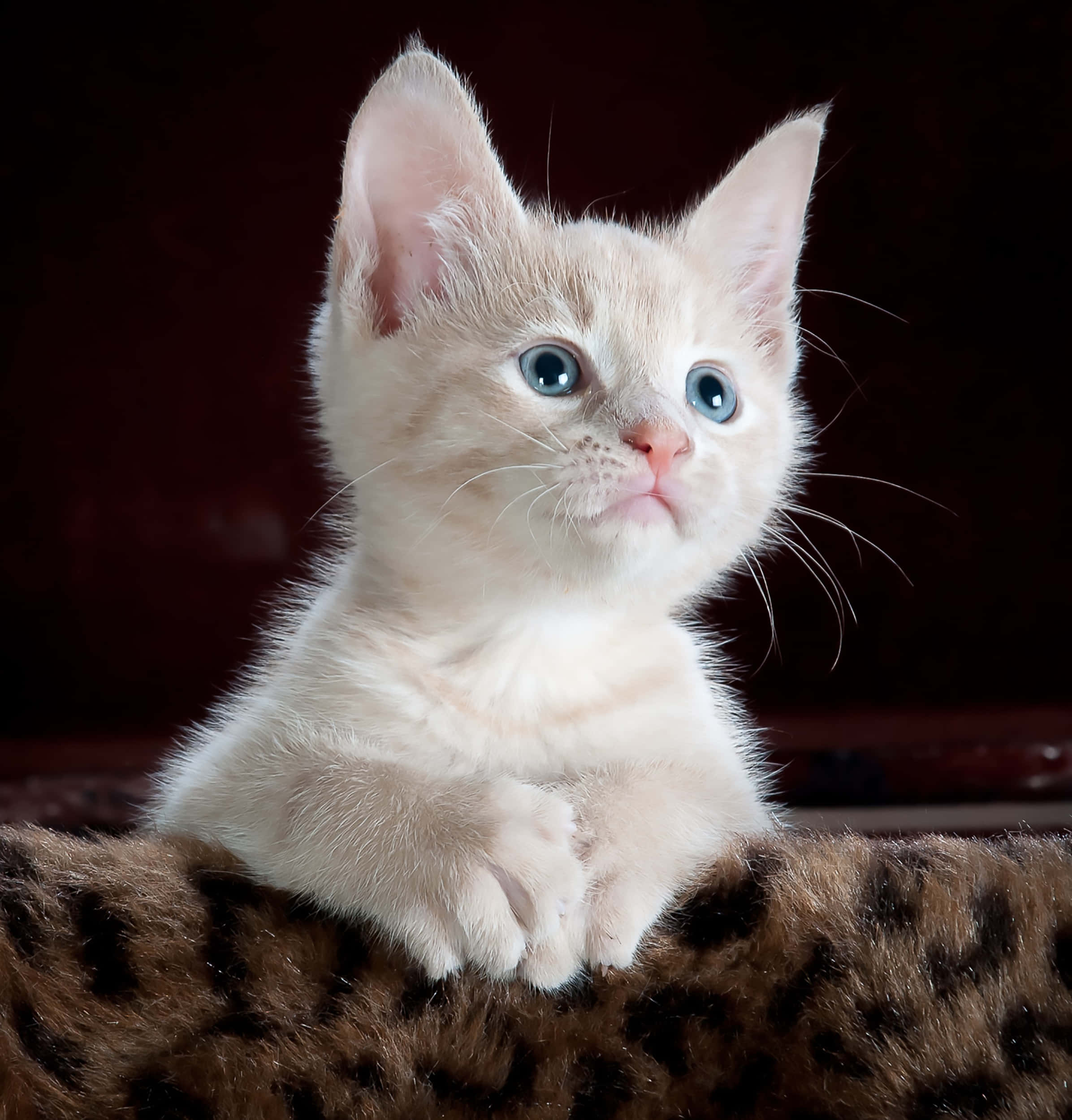cute kitty 桌布 壁紙 — 一隻毛茸茸的奶油色小貓，有著引人注目的藍色眼睛，坐在豹紋表面上，背景為深色。