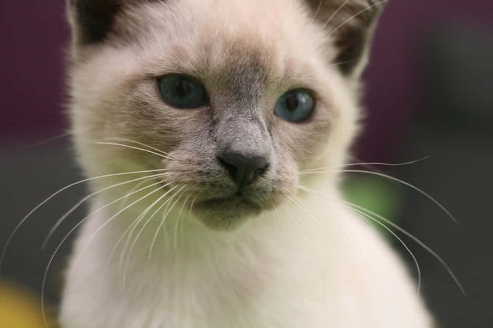 Thai Blue Cat 桌布 壁紙 — 一隻毛茸茸的奶油色小貓，有著搶眼的藍色眼睛和深色耳朵，溫柔地看著鏡頭的特寫。