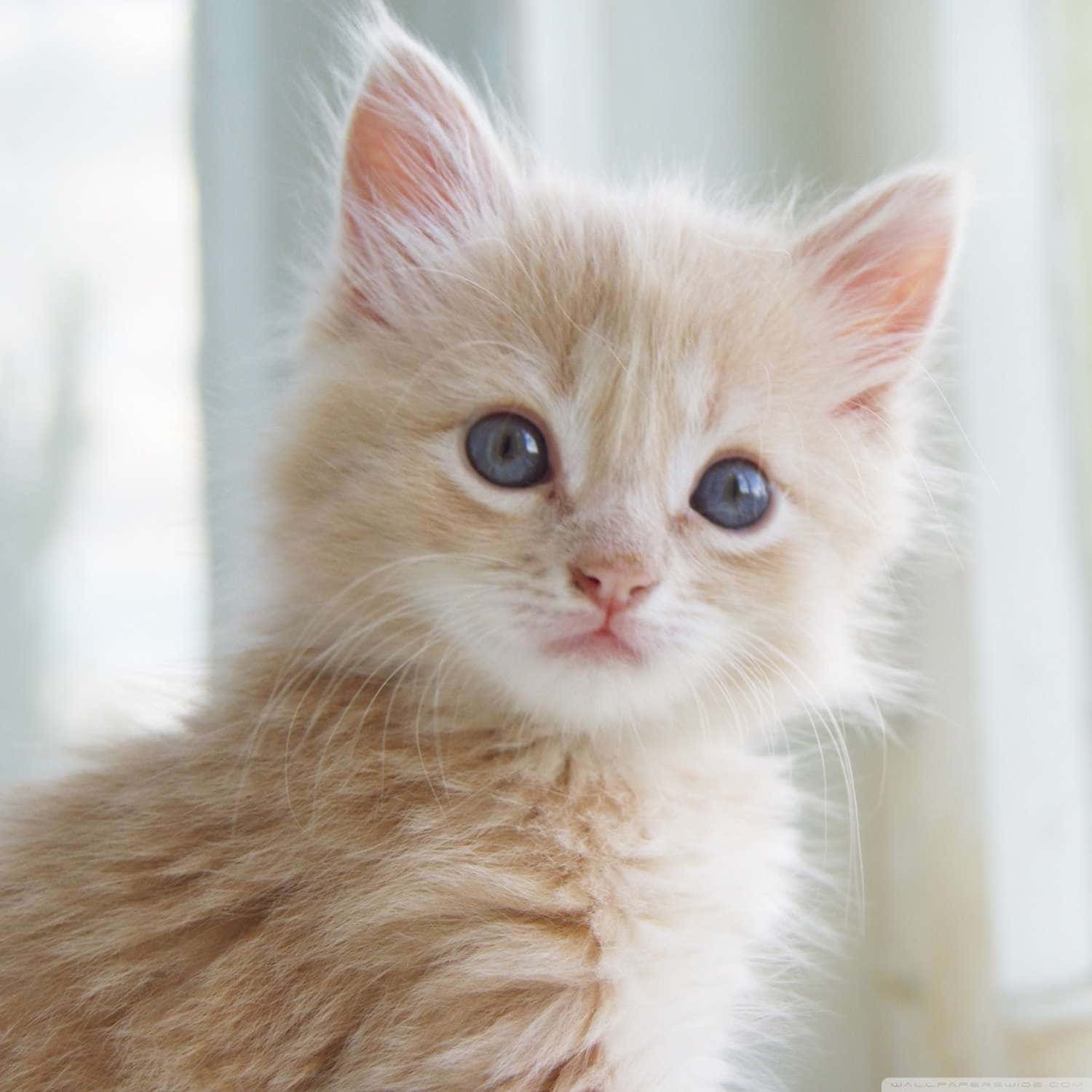 Cute Cat 桌布 壁紙 — 一隻毛茸茸的奶油色小貓，有著明亮的藍色眼睛，透過柔和窗光好奇地凝視著相機。
