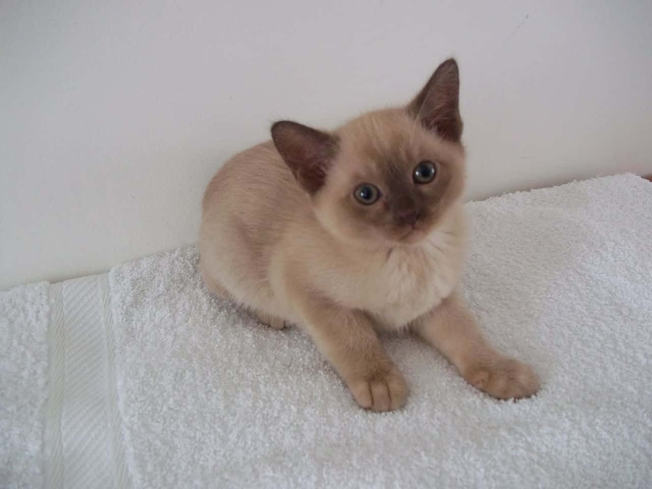 Burmese Cat 桌布 壁紙 — 一隻毛茸茸的奶油色小貓，深色眼睛和耳朵，警覺地坐在柔軟的白色毛巾上，背景是素牆。