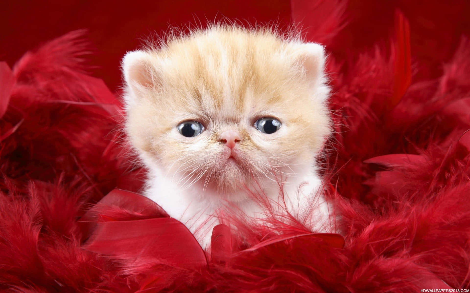 Cute Cat 桌布 壁紙 — 一隻毛茸茸的奶油色小貓，睜著大眼睛，窩在鮮紅羽毛的床上。