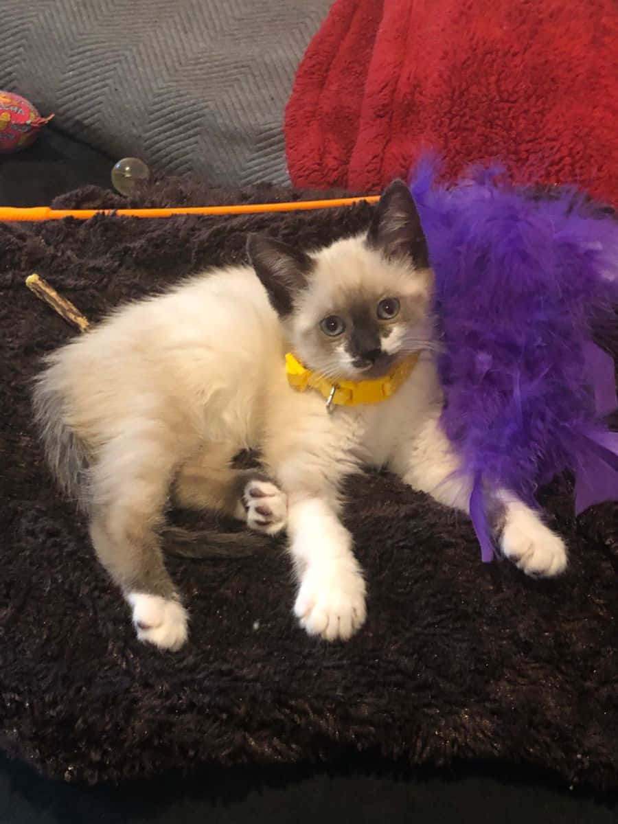 Snowshoe Cat 桌布 壁紙 — 一隻毛茸茸的奶油色小貓帶有深色斑點，躺在深棕色長毛地毯上，戴著黃色項圈，旁邊有一個紫色羽毛玩具。
