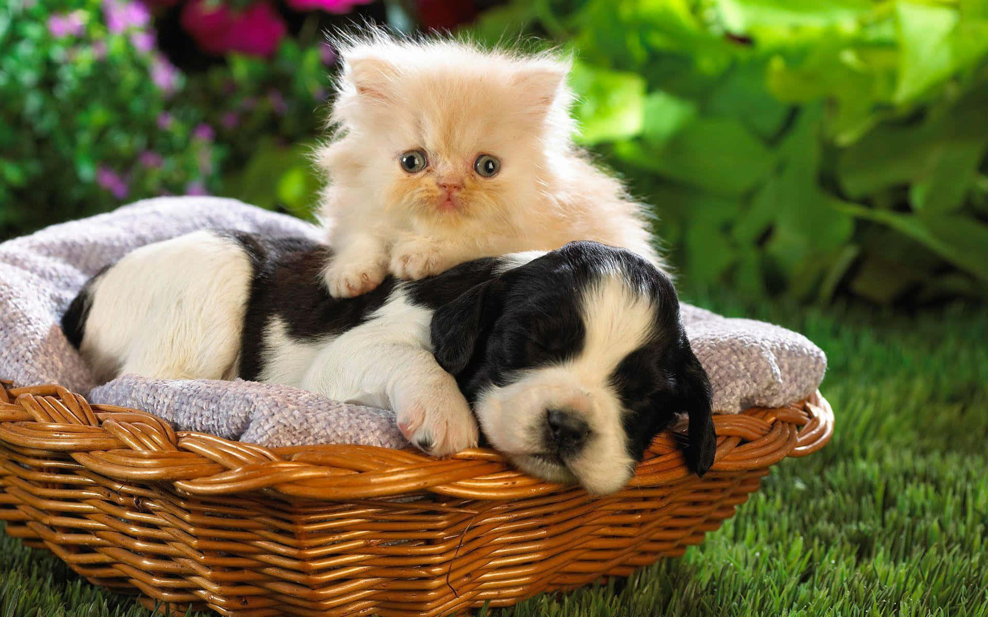 cat and dog 桌布 壁紙 — 一隻毛茸茸的奶油色小貓棲息在一隻黑白相間、正在睡覺的小狗身上，小狗蜷縮在綠色草地上的柳條籃子裡。