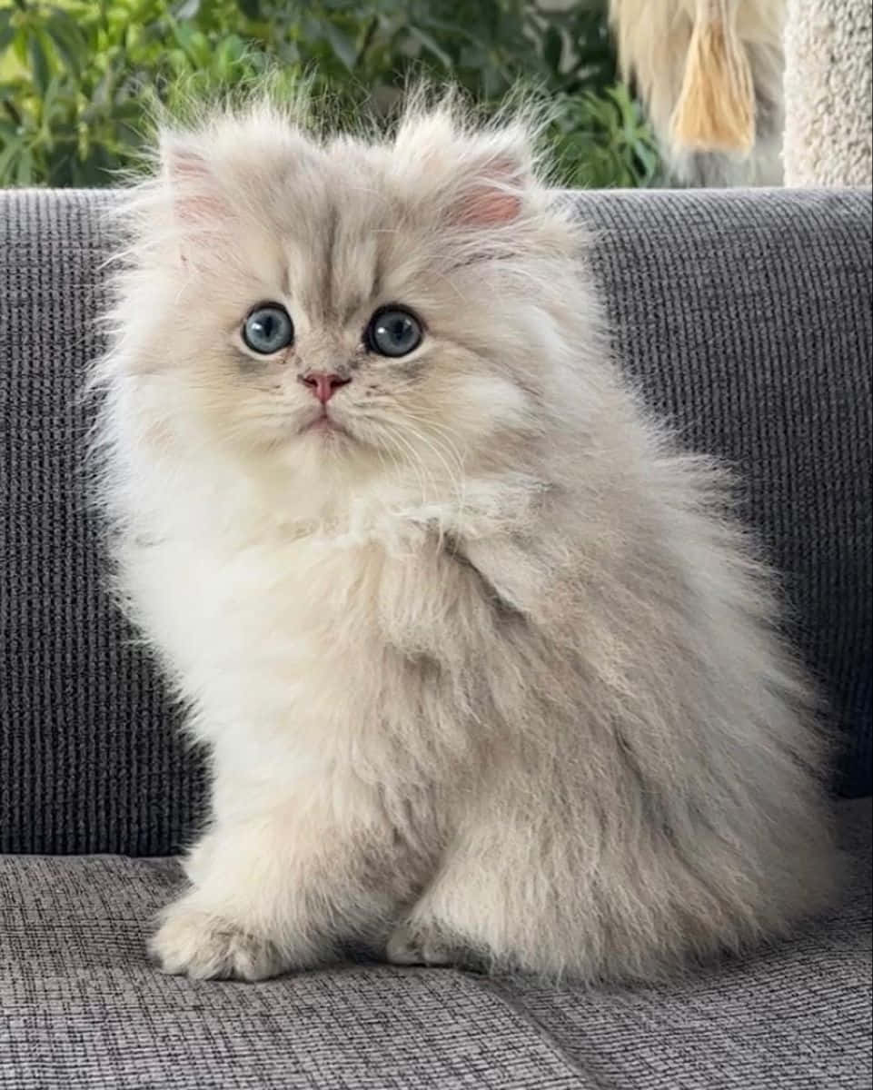 Cute Cat 桌布 壁紙 — 一隻毛茸茸的奶油色波斯貓咪，有著引人注目的藍色眼睛，專注地坐在灰色紋理沙發上。