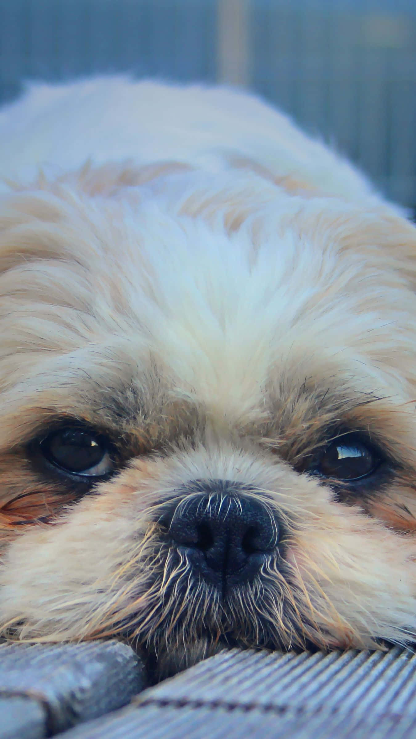 shih tzu 桌布 壁紙 — 一隻毛茸茸的奶油色狗，有著深邃有靈魂的眼睛，將頭靠在木質表面上的特寫。
