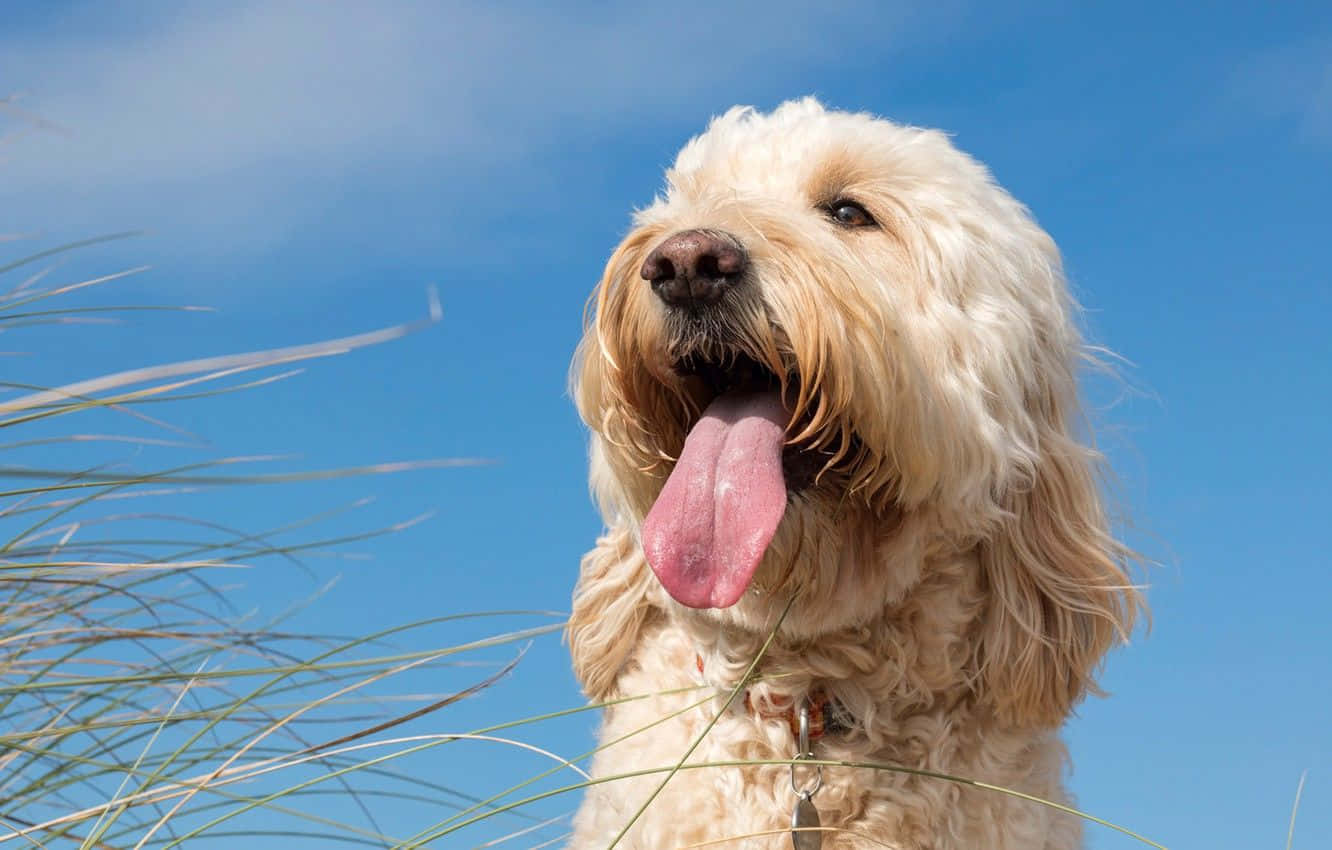 Goldendoodle 桌布 壁紙 — 一隻毛茸茸的奶油色狗伸出舌頭，仰望明亮的藍天，天空中有縷縷白雲，前景是海灘草。