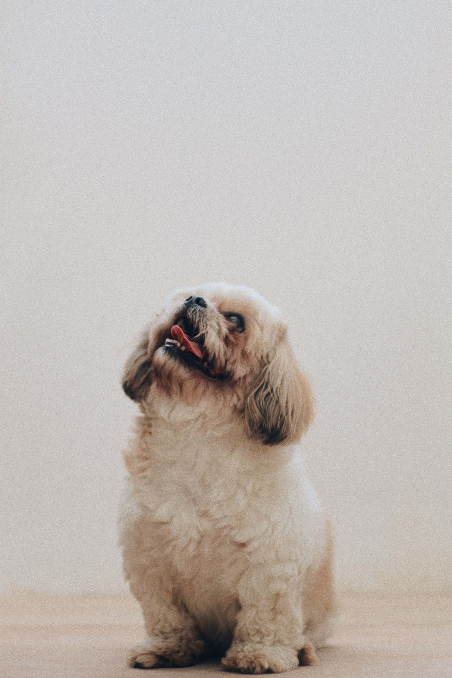 shih tzu 桌布 壁紙 — 一隻毛茸茸的奶油色狗坐著，專注地向上看，嘴巴張開，背景是純色淺色。