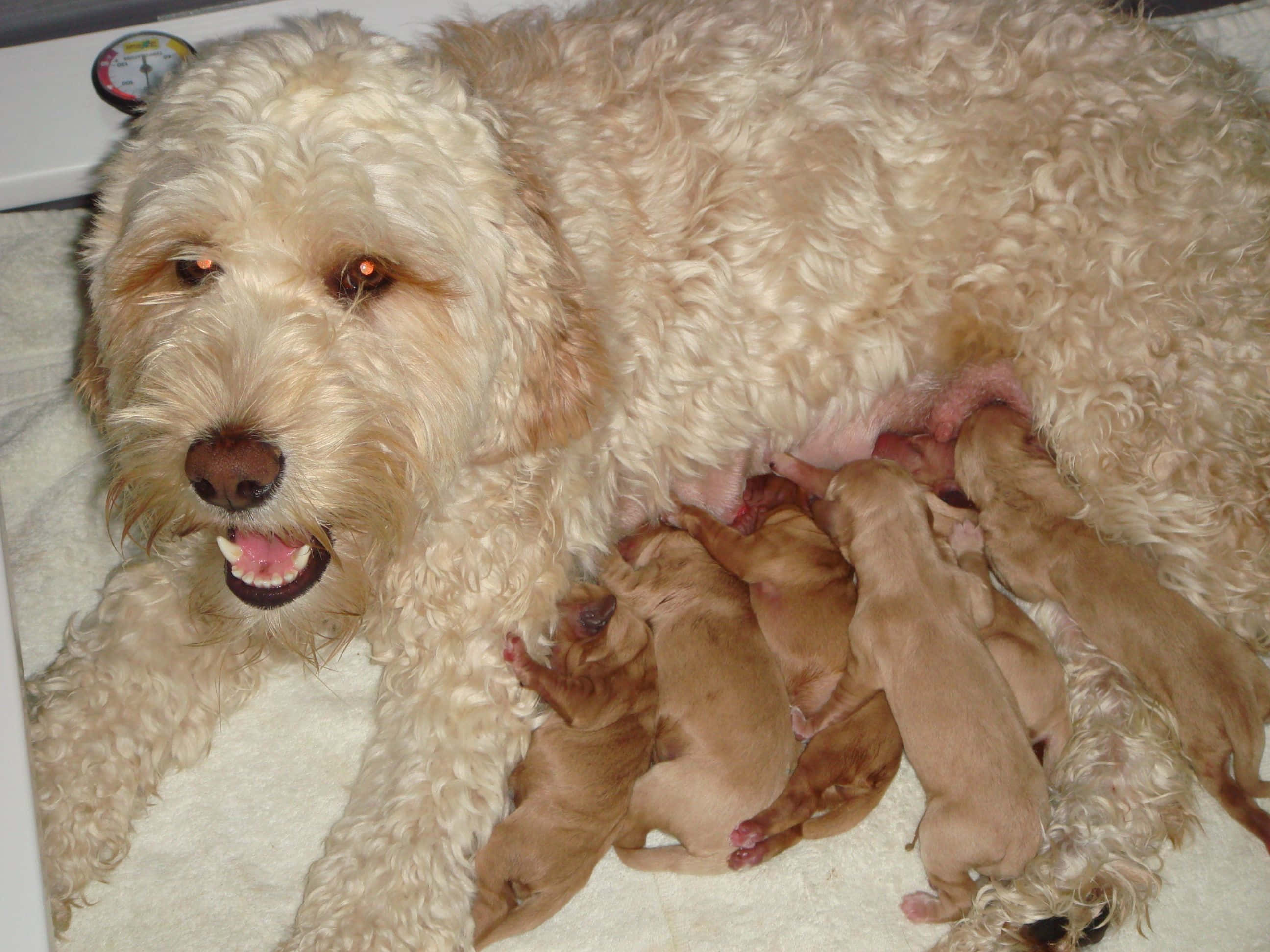 Labradoodle 桌布 壁紙 — 一隻毛茸茸的奶油色狗媽媽滿足地躺著，她的小棕色狗寶寶在一張柔軟的白色毯子上吃奶。