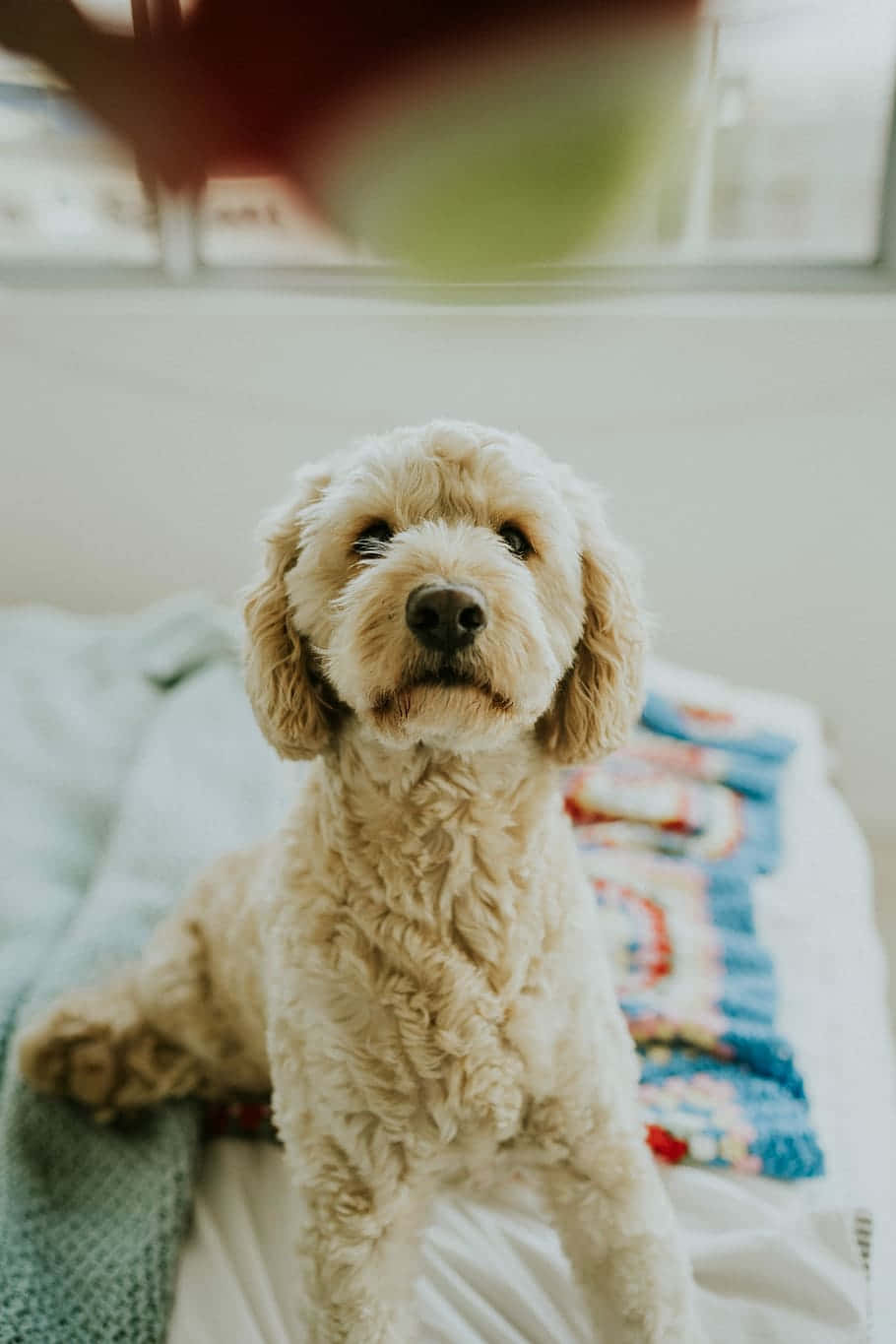 Goldendoodle 桌布 壁紙 — 一隻毛茸茸的奶油色狗專注地坐在鋪滿彩色毯子的床上，期待地抬頭仰望。