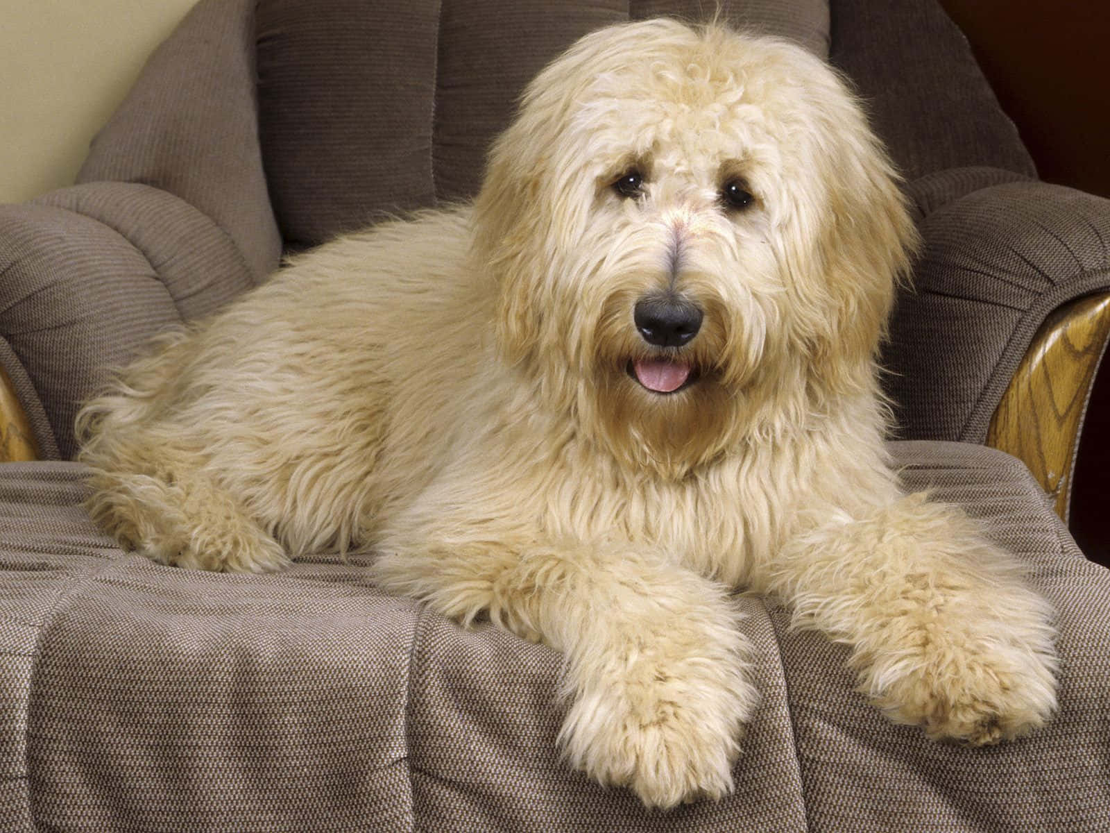 Labradoodle 桌布 壁紙 — 一隻毛茸茸的奶油色狗帶著開心的表情舒適地躺在有紋理的棕色沙發上。