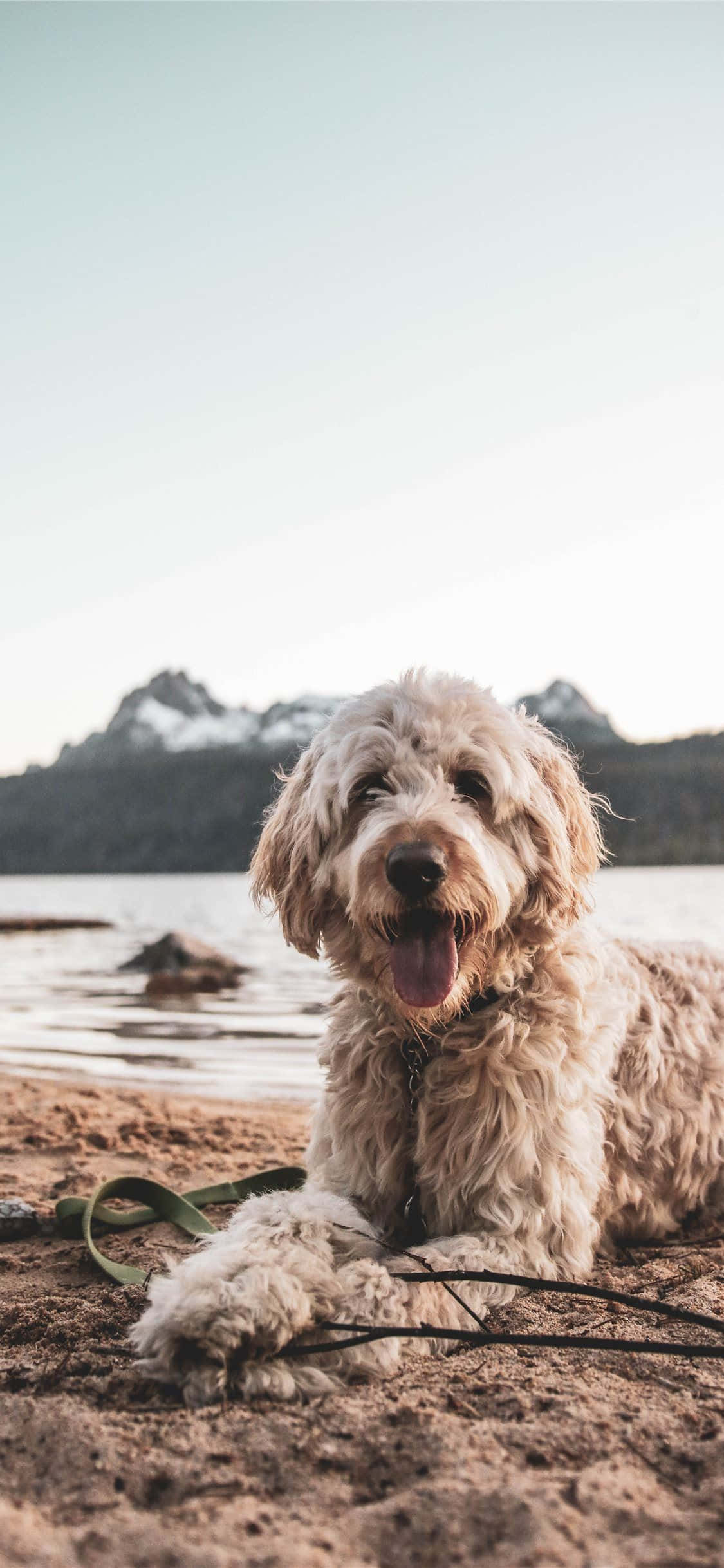 Goldendoodle 桌布 壁紙 — 一隻毛茸茸的奶油色狗快樂地躺在沙灘上，背景是白雪覆蓋的山脈和寧靜的水面。