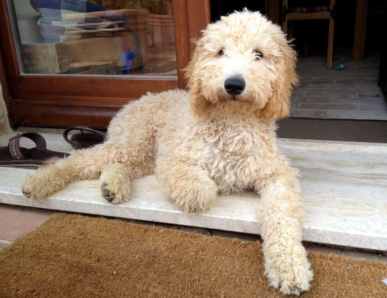 Goldendoodle 桌布 壁紙 — 一隻毛茸茸的奶油色狗放鬆地躺在石門階上，下面有一塊棕色門墊。