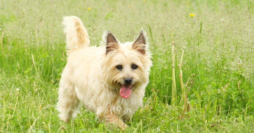 Terrier Dog 桌布 壁紙 — 一隻毛茸茸的奶油色狗狗，豎起耳朵，開心地喘著氣，在陽光普照、點綴著野花的綠色草地上奔跑。