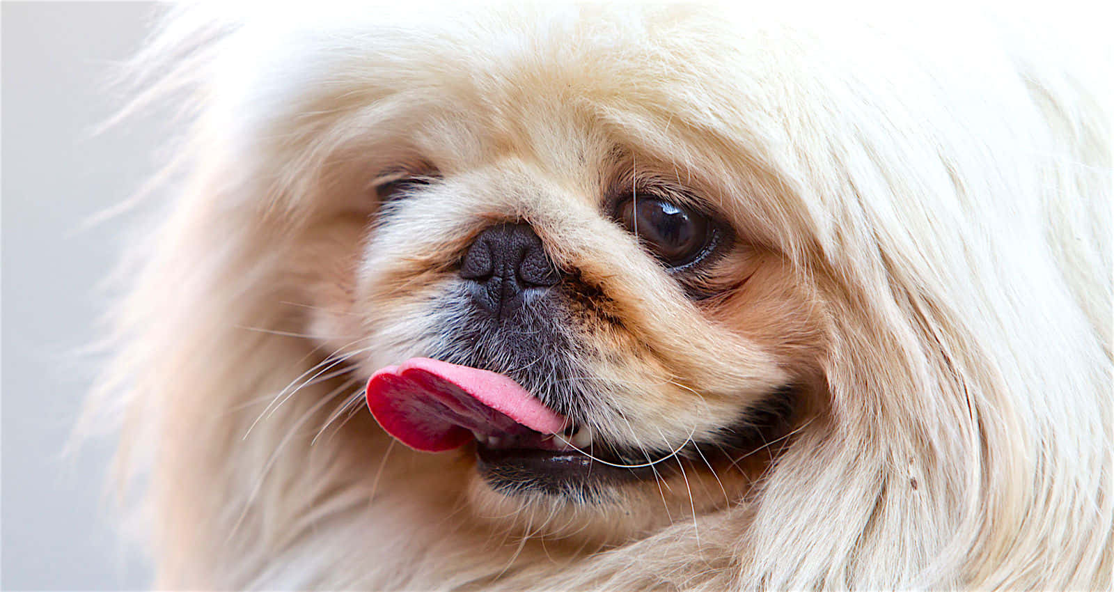 Pekingese 桌布 壁紙 — 一隻毛茸茸的奶油色狗狗伸出舌頭直視鏡頭的特寫。