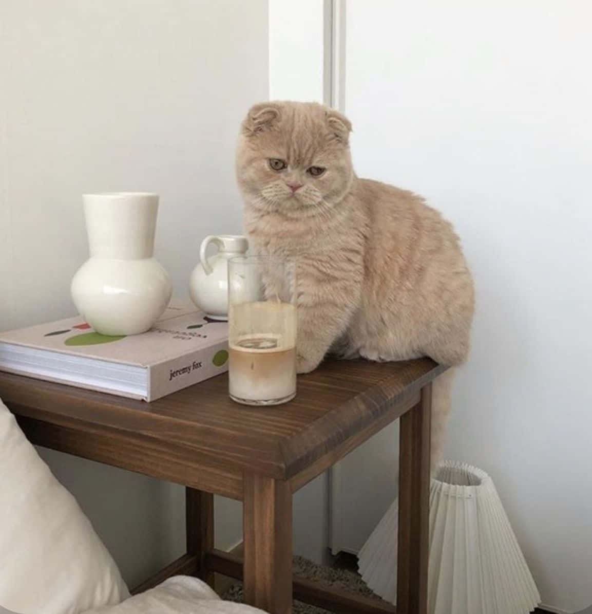 美學貓咪動圖 桌布 壁紙 — 一隻毛茸茸的奶油色蘇格蘭摺耳貓威風凜凜地坐在木製邊桌上，旁邊放著一本書和一杯冰咖啡。