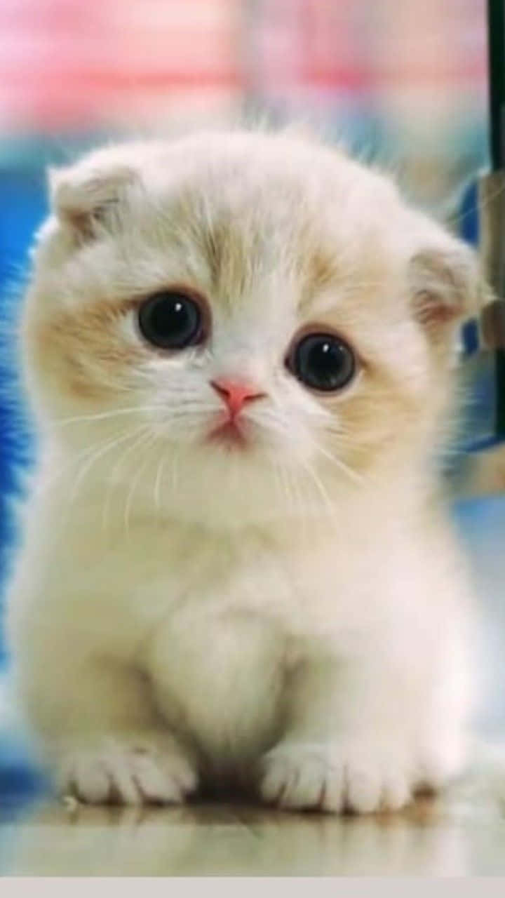 Cute Cat 桌布 壁紙 — 一隻毛茸茸的奶油色蘇格蘭摺耳貓小貓，有著大大的深色眼睛，可愛地坐在反光表面上。