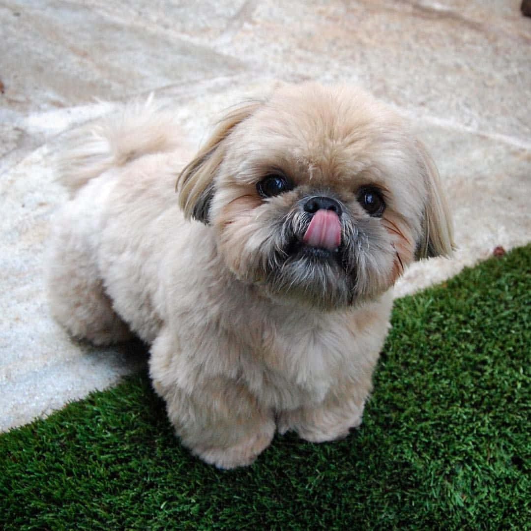 shih tzu 桌布 壁紙 — 一隻毛茸茸的奶油色西施犬幼犬，黑色眼睛，粉紅色舌頭伸出來，坐在綠色人造草地上。