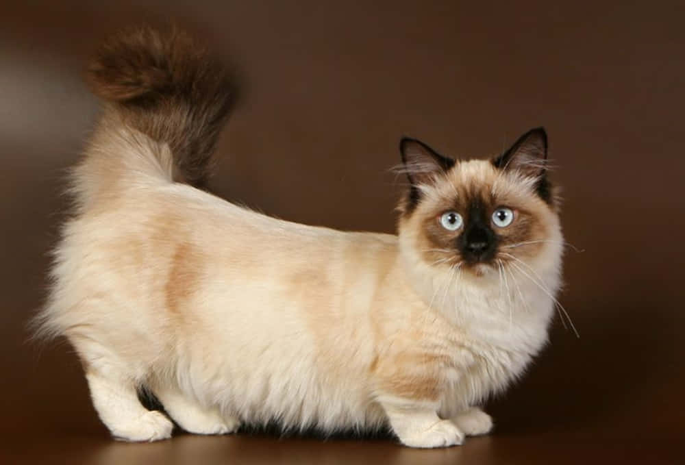Munchkin Cat 桌布 壁紙 — 一隻毛茸茸的奶油色貓咪，帶有深色斑點和引人注目的藍色眼睛，在豐富的棕色背景下優雅站立。