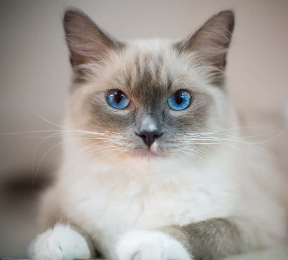 Ragdoll 桌布 壁紙 — 一隻毛茸茸的奶油色貓咪，擁有引人注目的藍色眼睛和深色斑點，直視鏡頭的特寫。