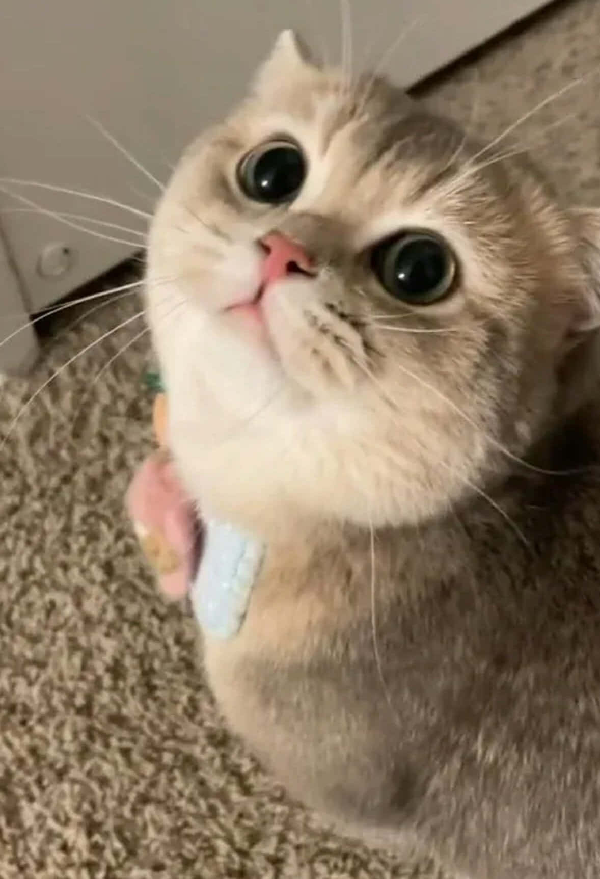 cute kitty 桌布 壁紙 — 一隻毛茸茸的奶油色貓咪，有著又大又圓的眼睛，在地毯上戴著彩色項圈好奇地向上看。