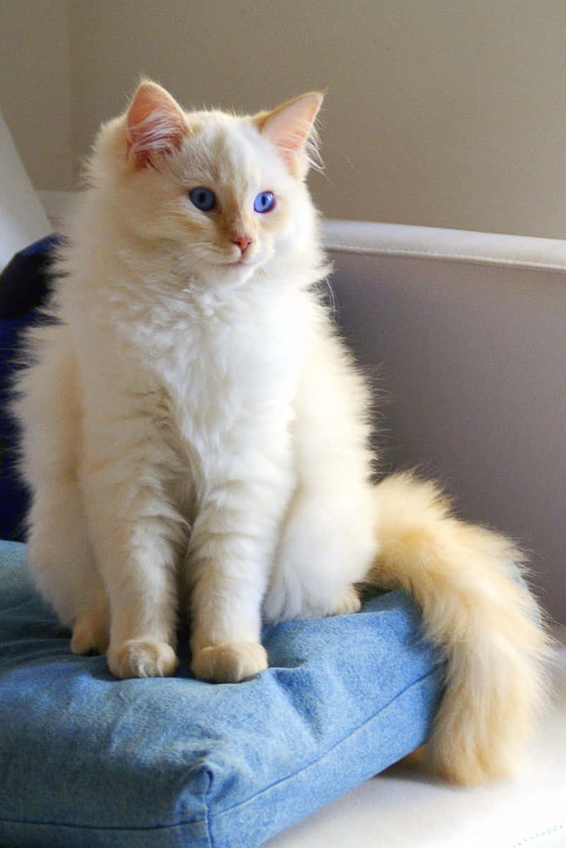 Ragdoll 桌布 壁紙 — 一隻毛茸茸的奶油色貓咪，有著引人注目的藍色眼睛，威風凜凜地坐在室內的藍色坐墊上。